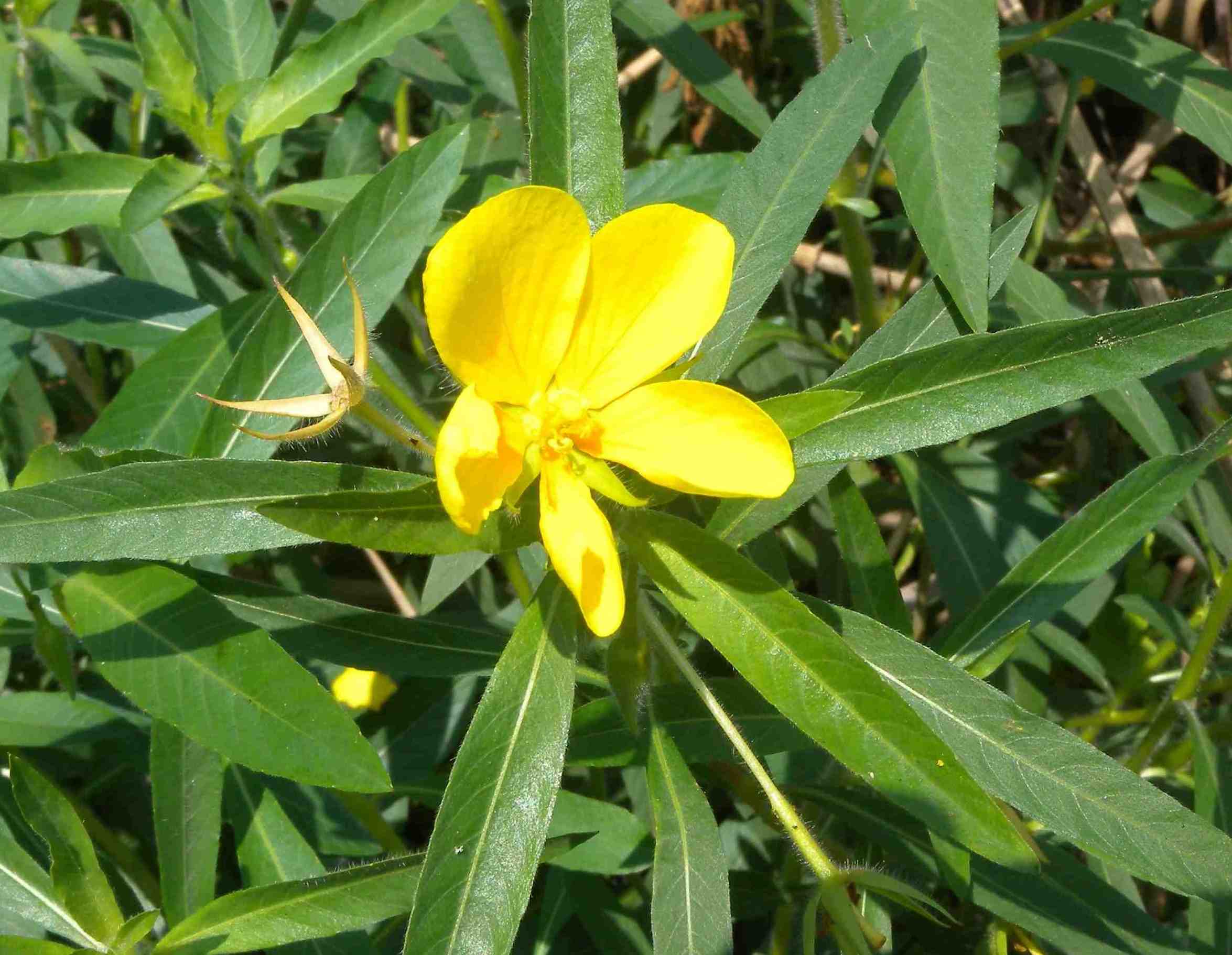 Ludwigia hexapetala / Porracchia a sei petali